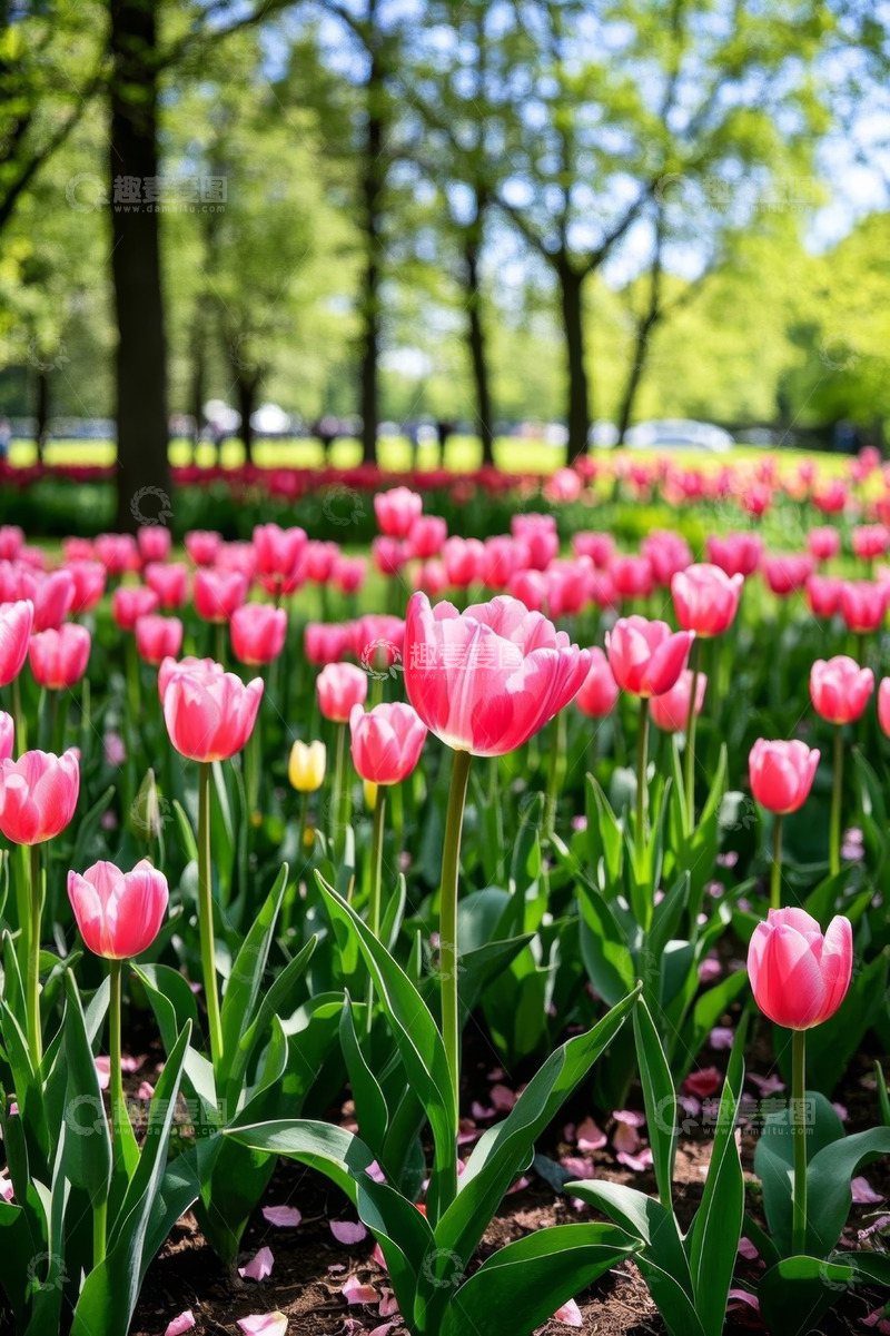 高清大图下载【趣麦麦图】公园盛开的粉色郁金香花丛