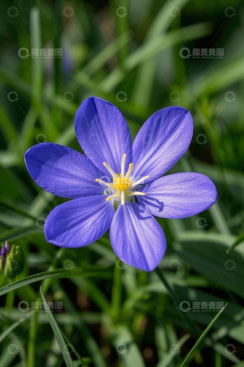 高清大图下载【趣麦麦图】蓝色小花特写