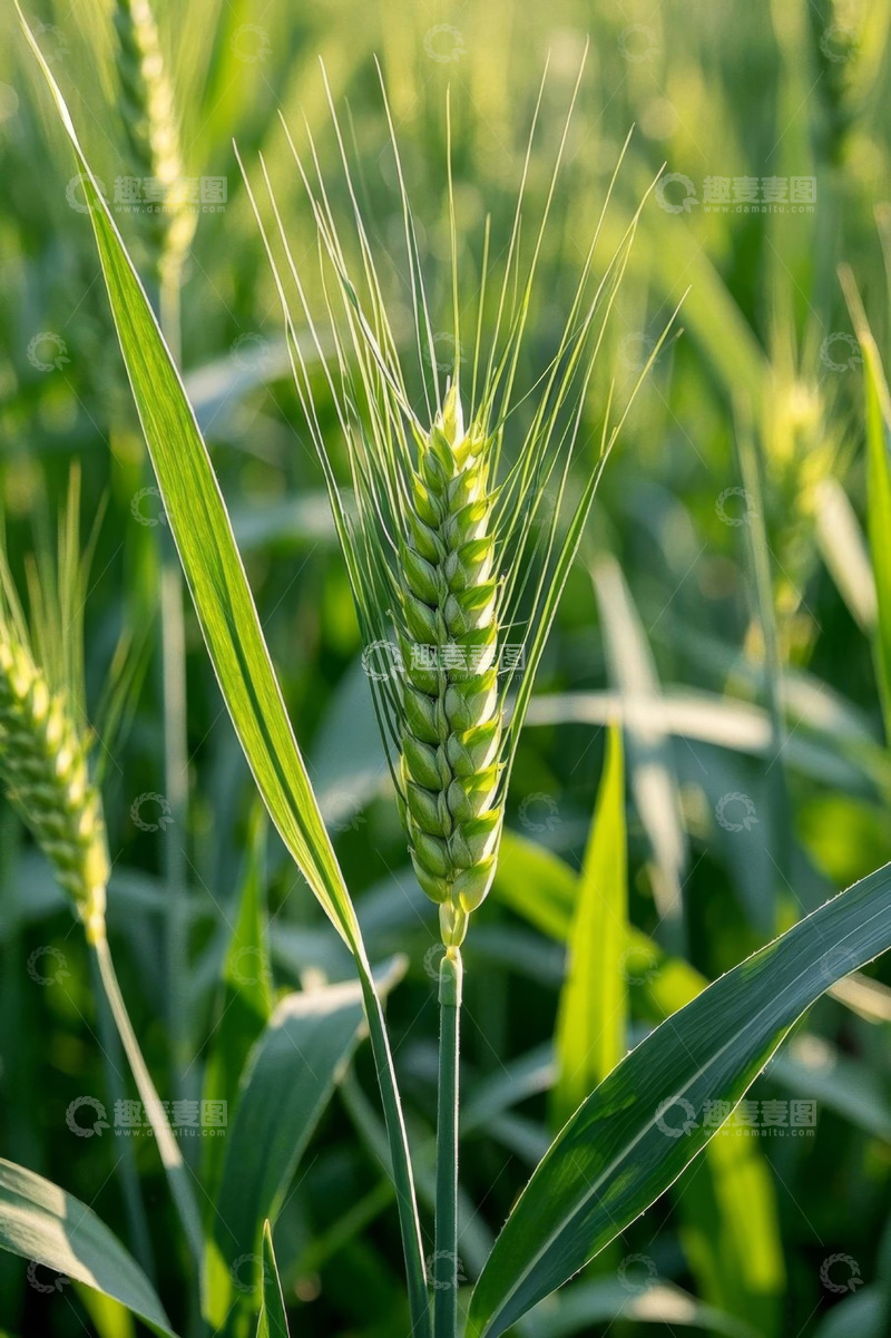 高清大图下载【趣麦麦图】绿色麦田里的小麦特写