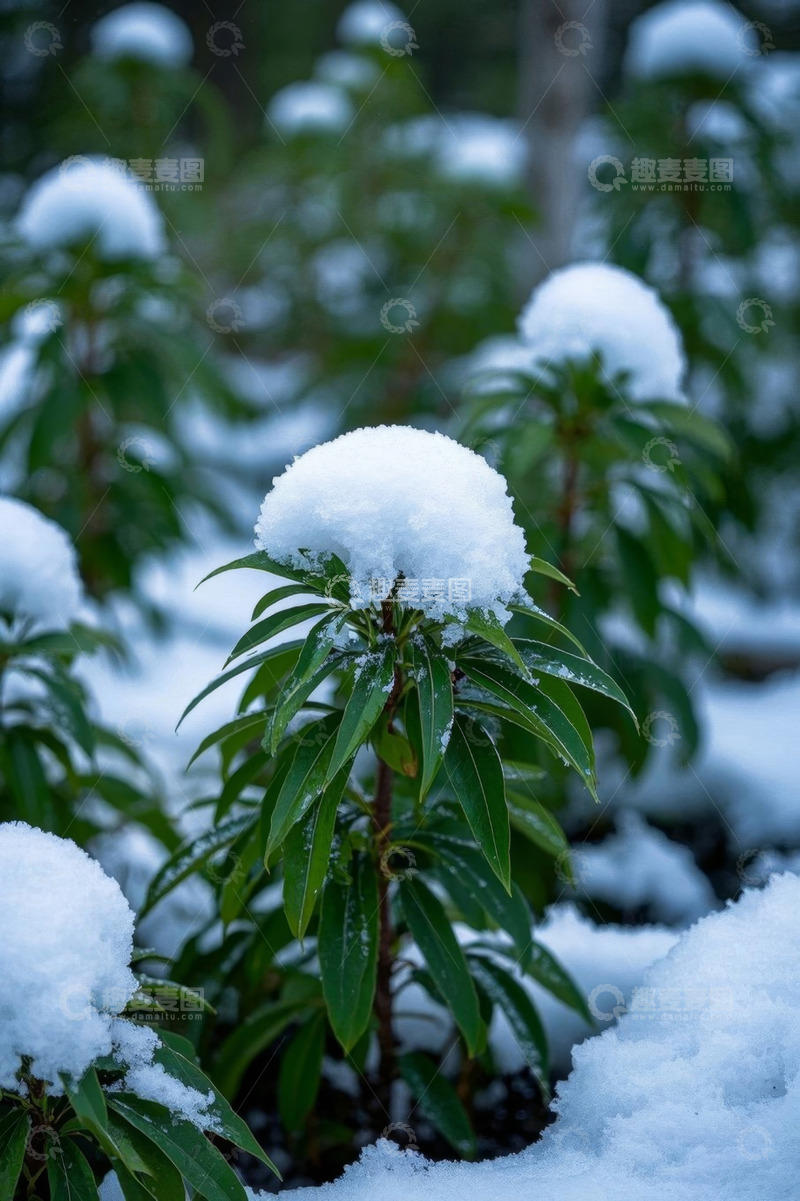 高清大图下载【趣麦麦图】积雪覆盖的绿植景象