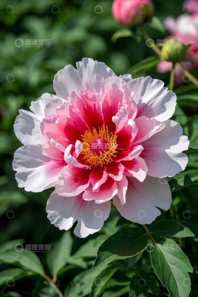 高清大图下载【趣麦麦图】盛开的粉色牡丹花特写
