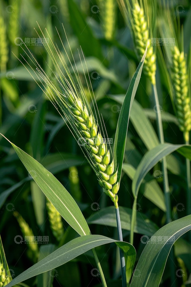 高清大图下载【趣麦麦图】绿色麦田中的小麦特写
