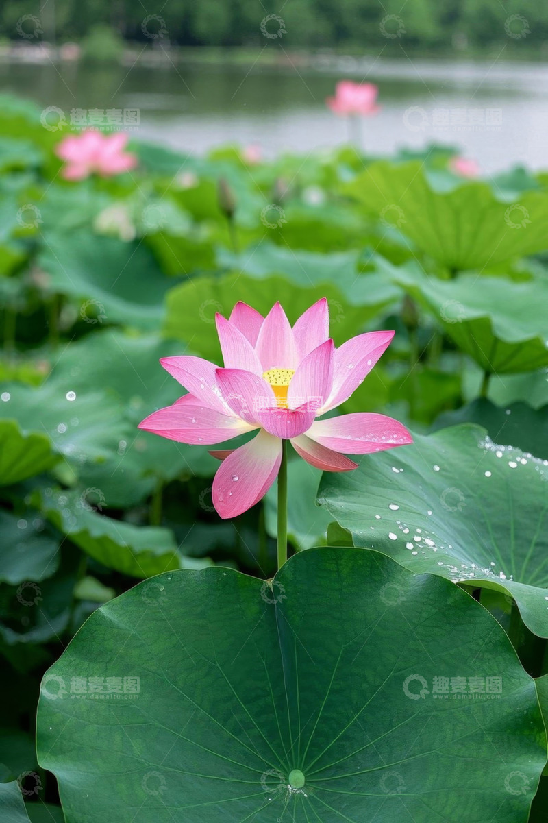 高清大图下载【趣麦麦图】池塘中的盛开荷花与荷叶