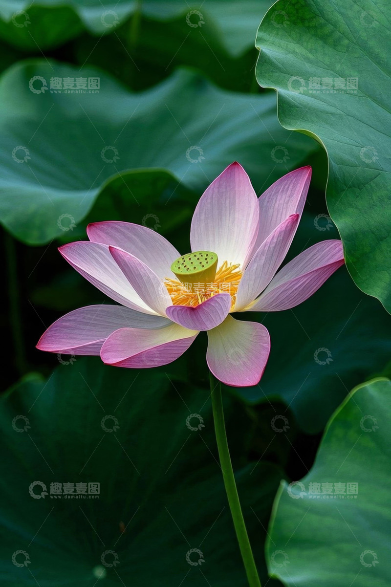 高清大图下载【趣麦麦图】盛开的荷花与荷叶特写