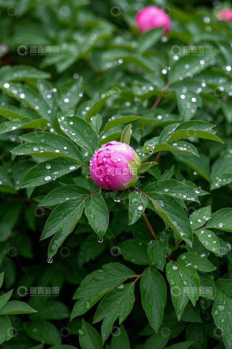 高清大图下载【趣麦麦图】带水珠的粉色牡丹特写