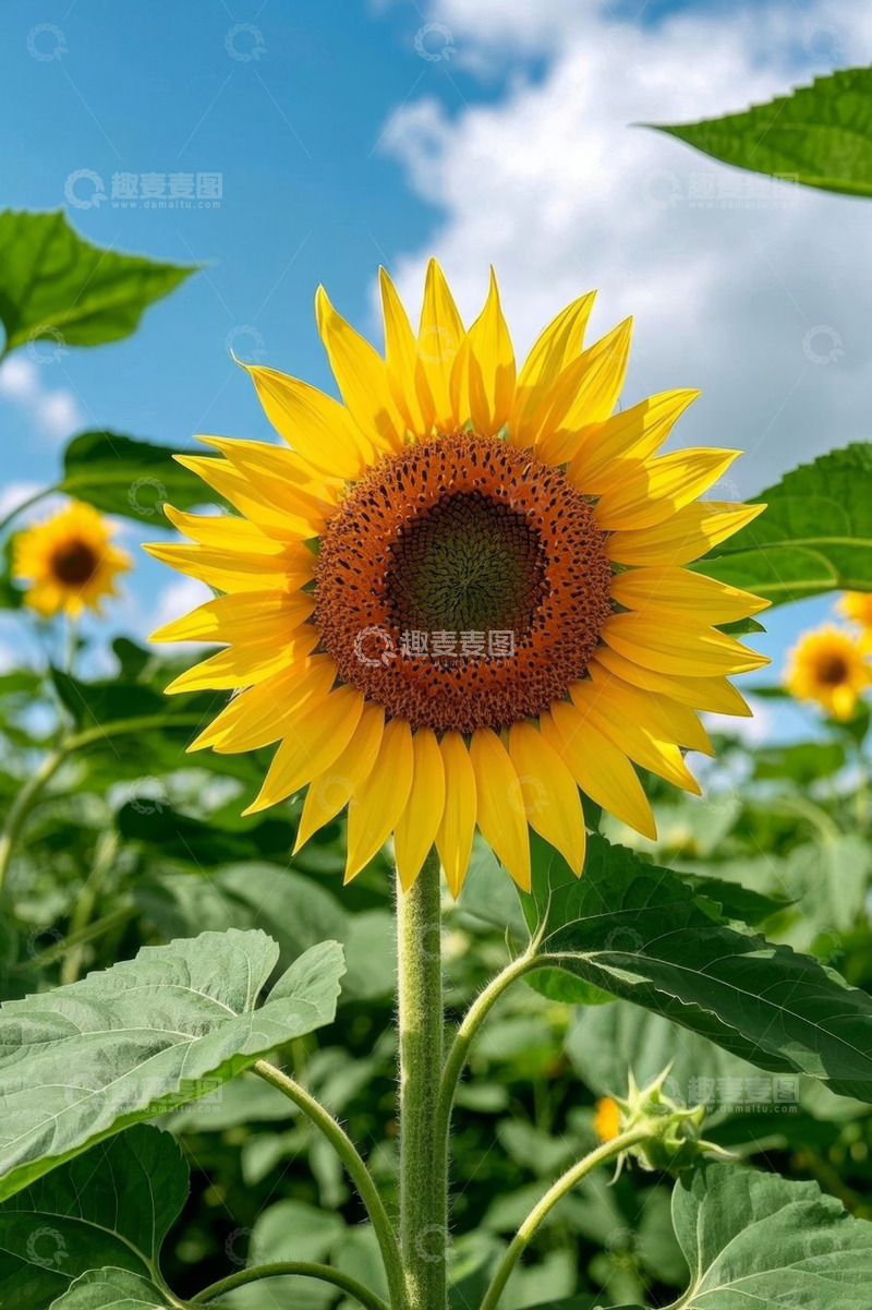 高清大图下载【趣麦麦图】向日葵特写蓝天白云背景