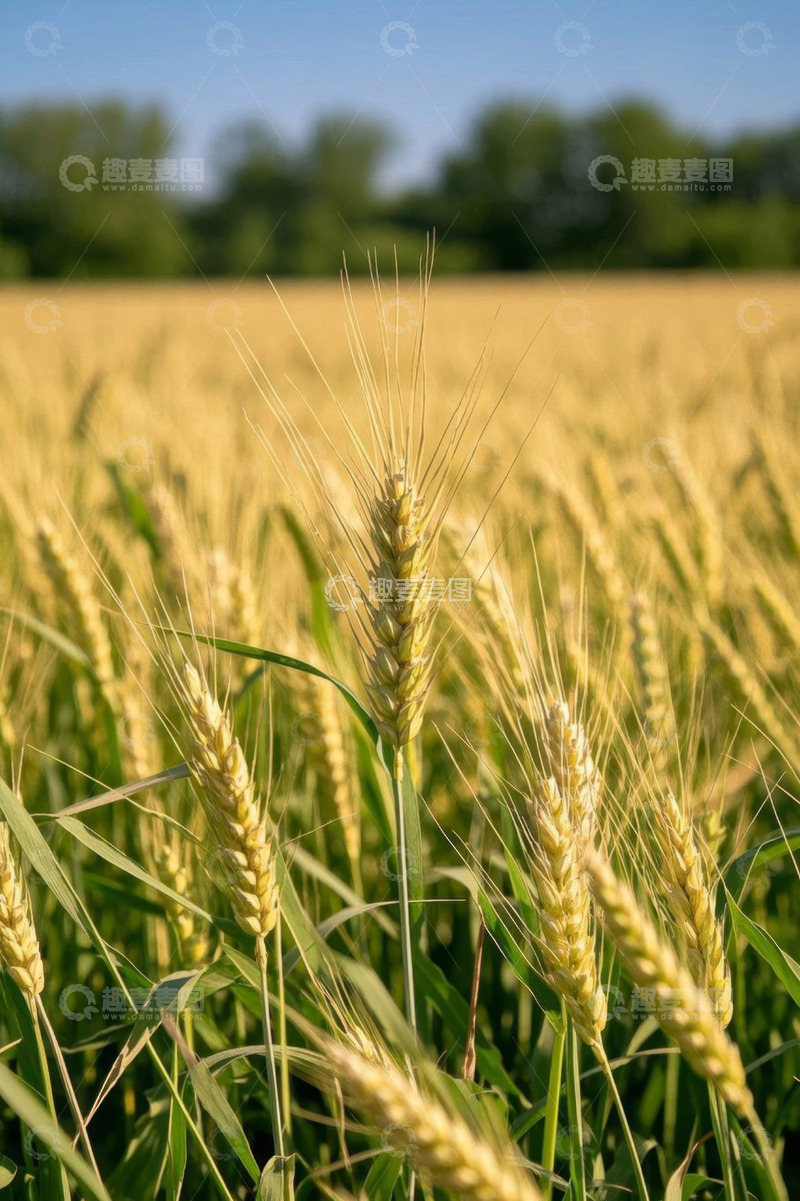 高清大图下载【趣麦麦图】成熟麦田近景