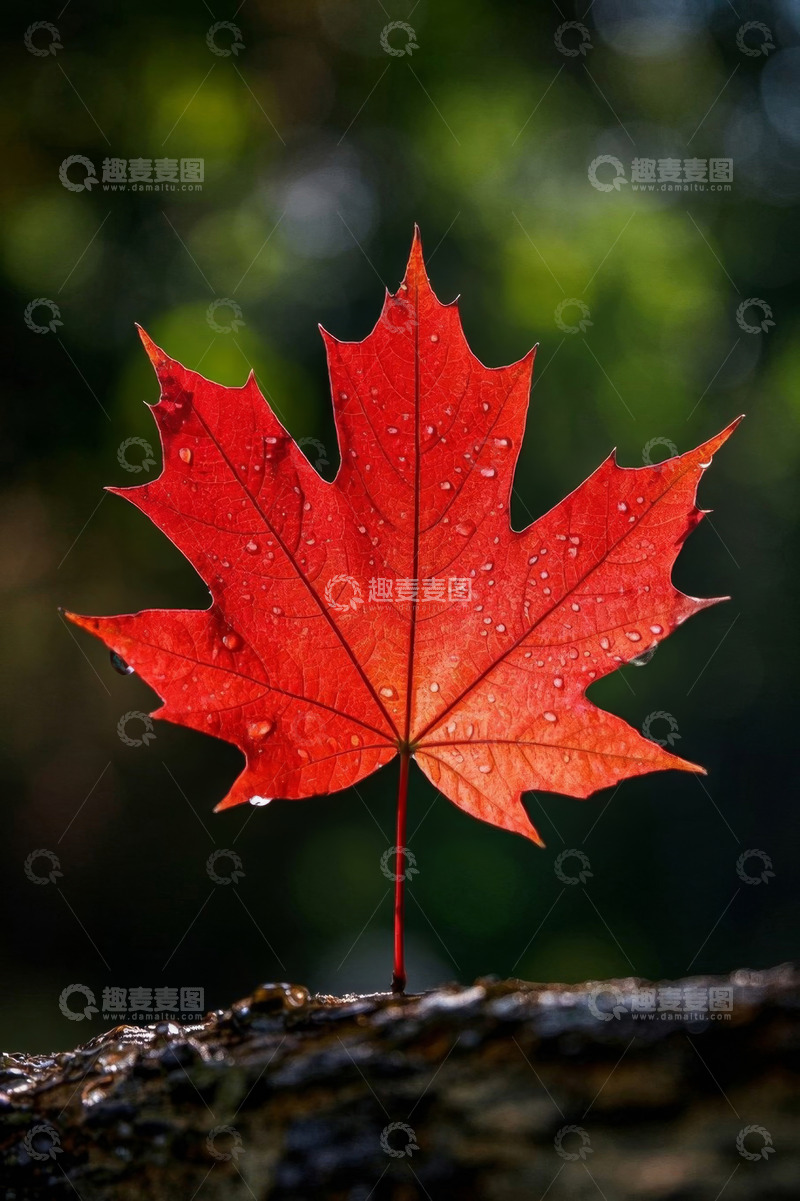 高清大图下载【趣麦麦图】带水珠的红色枫叶特写
