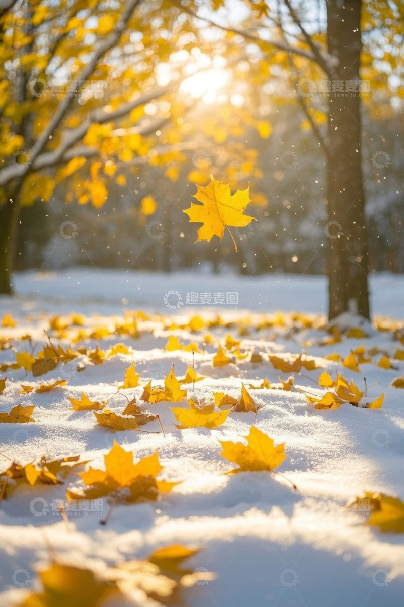 高清大图下载【趣麦麦图】雪地中飘落的金黄枫叶