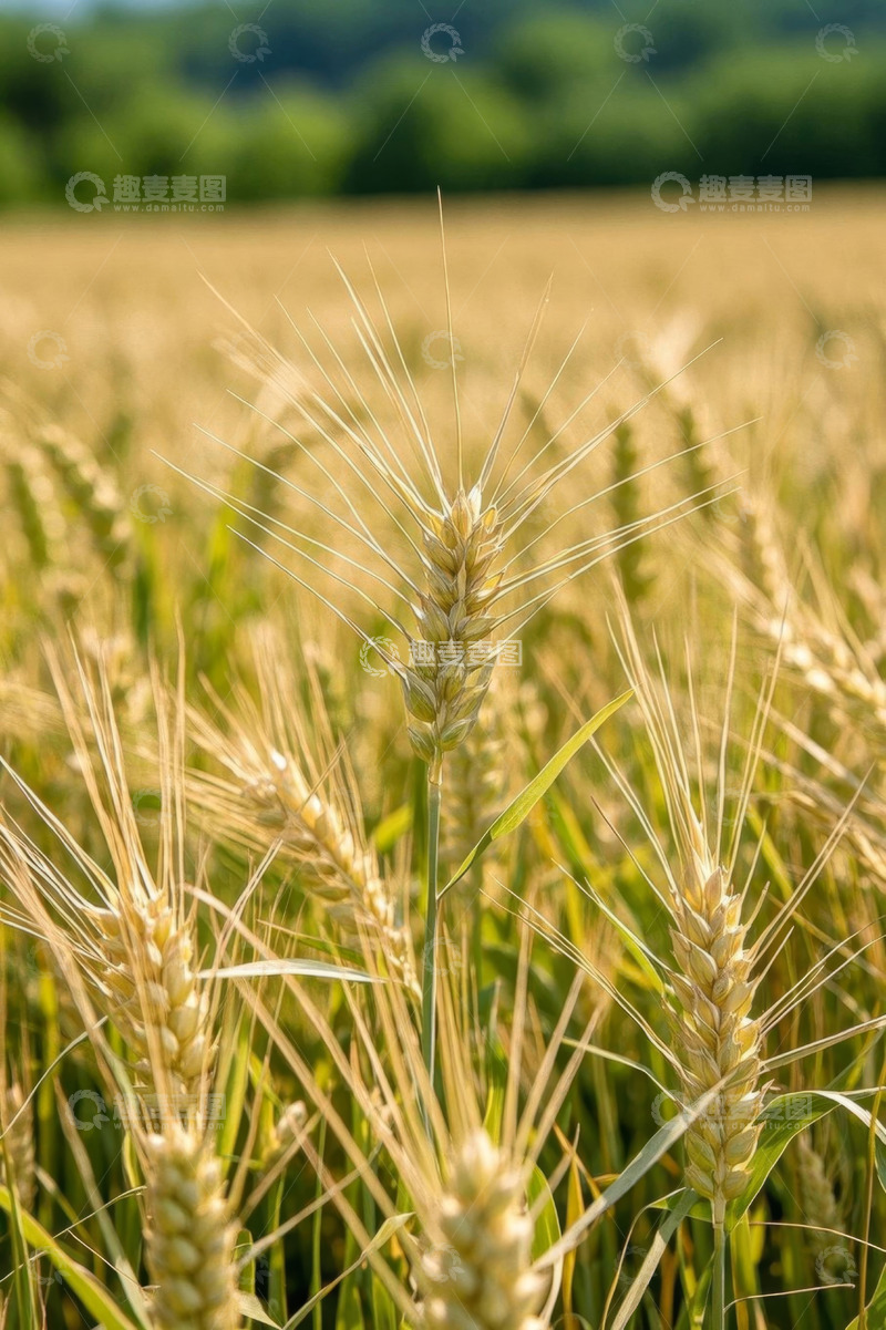 高清大图下载【趣麦麦图】成熟的小麦田近景