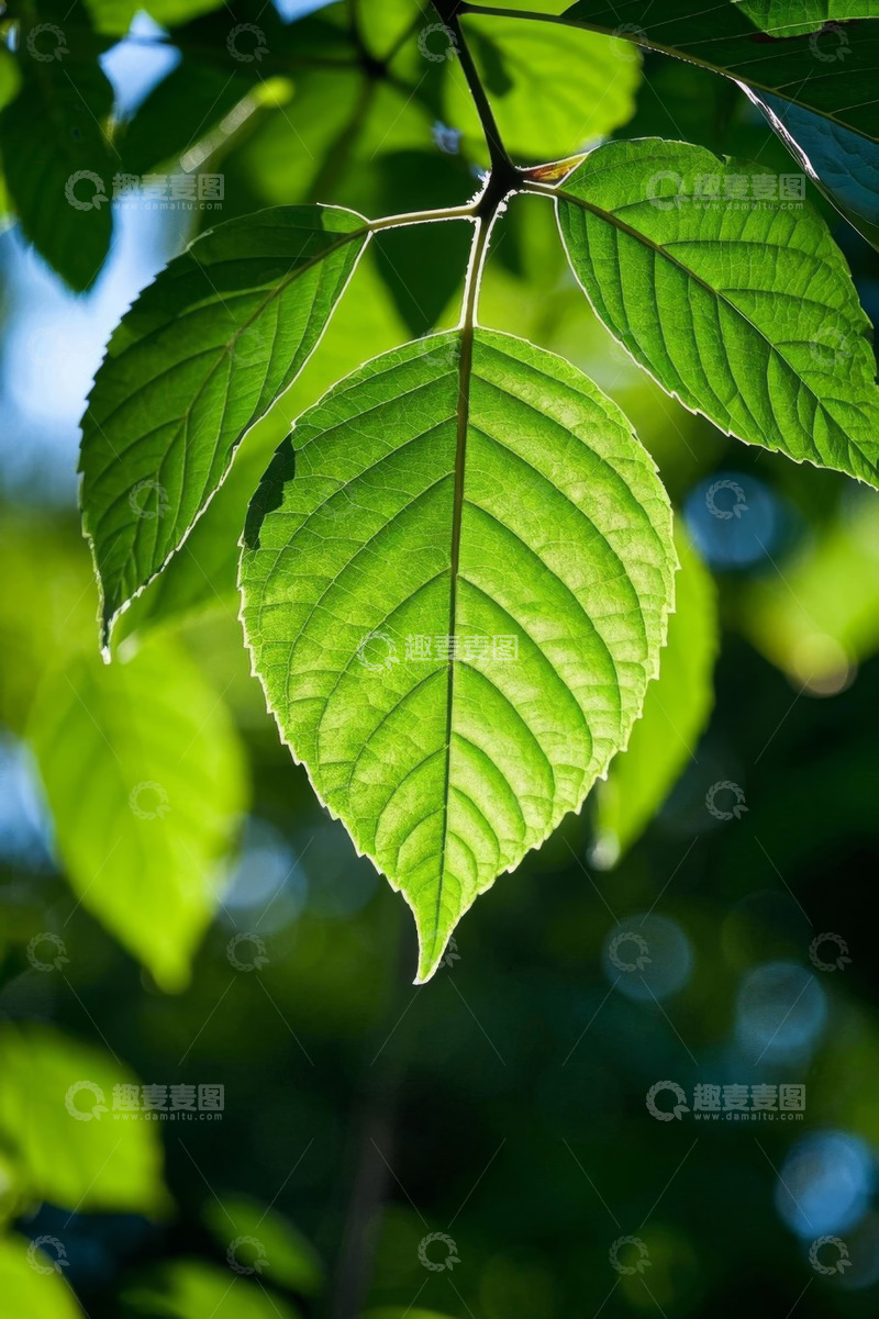 高清大图下载【趣麦麦图】阳光下的翠绿树叶特写