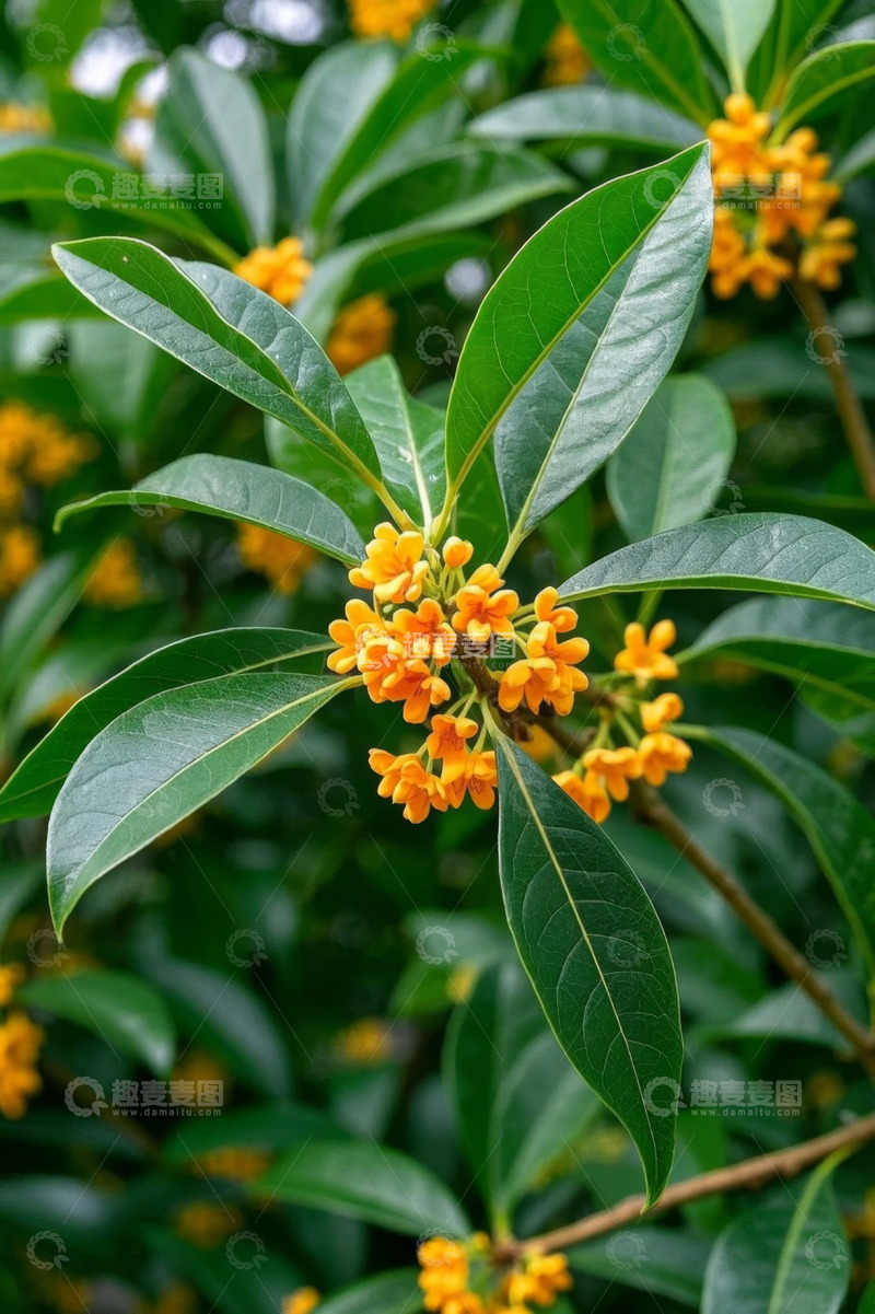 高清大图下载【趣麦麦图】盛开的桂花与绿叶特写