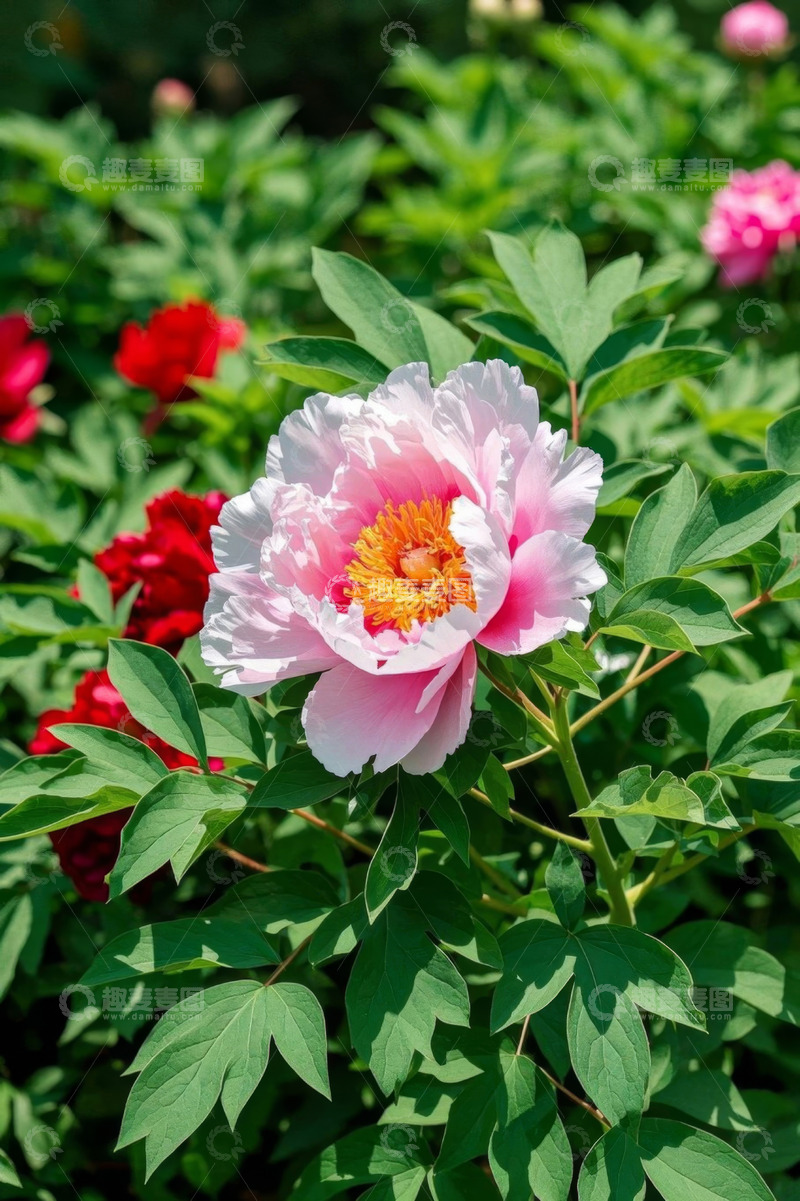 高清大图下载【趣麦麦图】盛开的粉色牡丹花