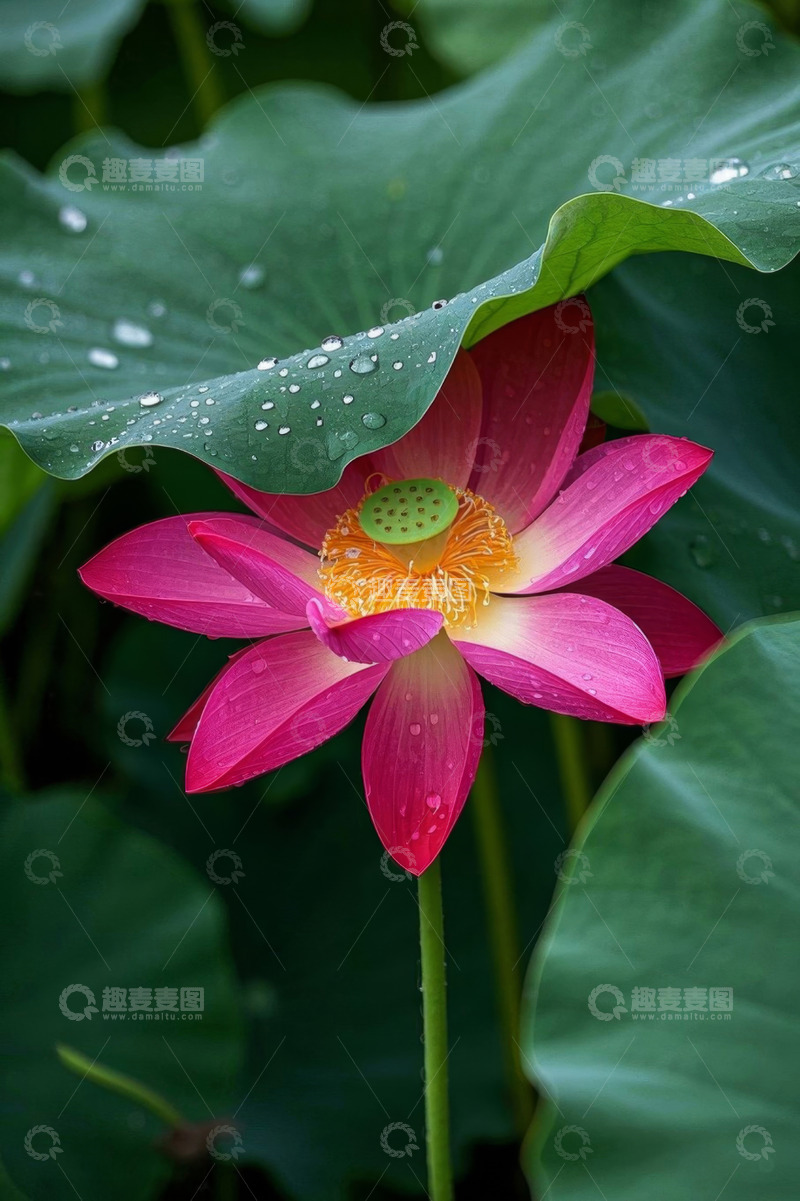 高清大图下载【趣麦麦图】带水珠的盛开荷花特写