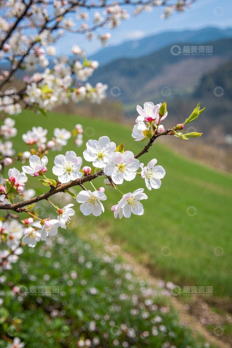 高清大图下载【趣麦麦图】山间绽放的白色花卉