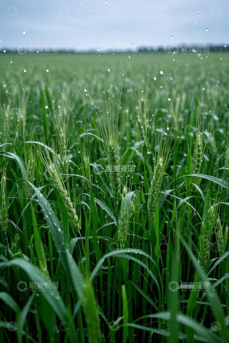 高清大图下载【趣麦麦图】雨中生长的小麦田