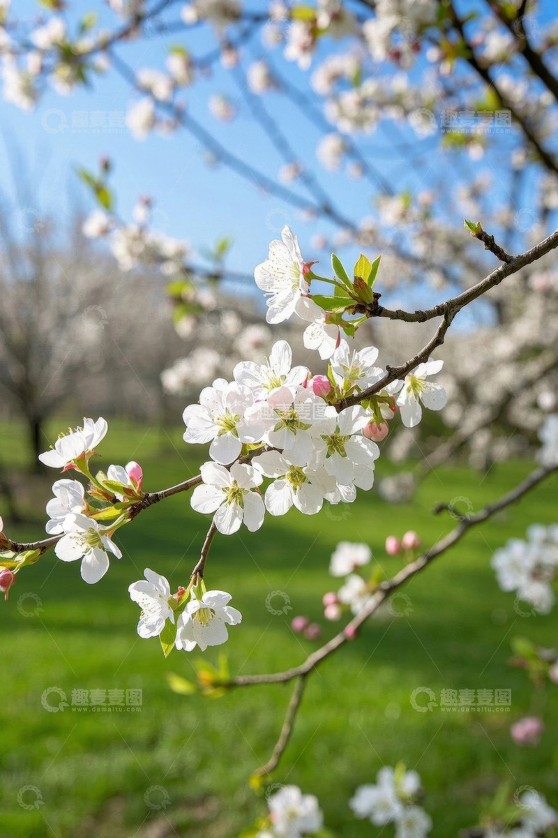 高清大图下载【趣麦麦图】盛开的白色花朵与蓝天绿地