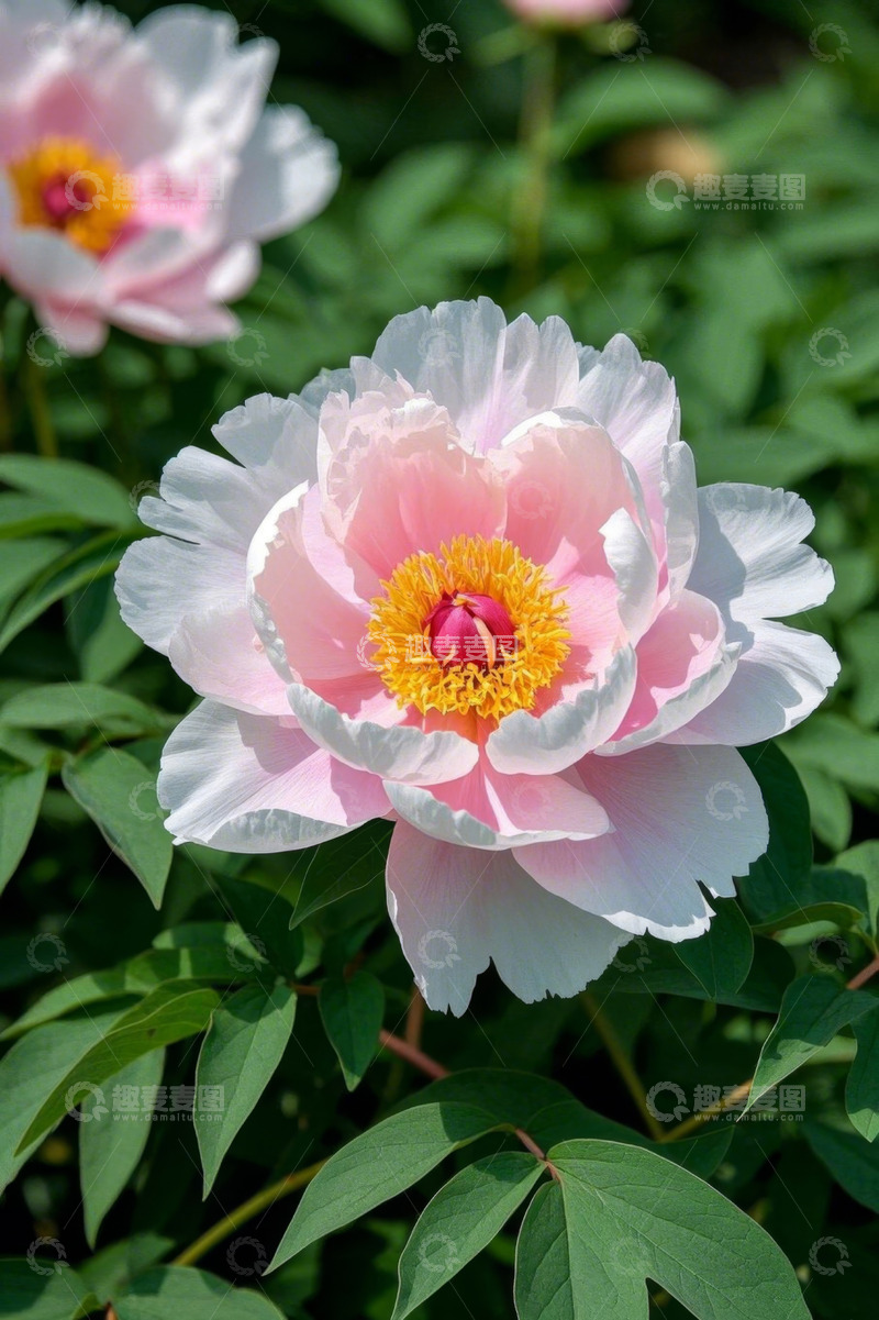 高清大图下载【趣麦麦图】盛开的粉色牡丹花特写