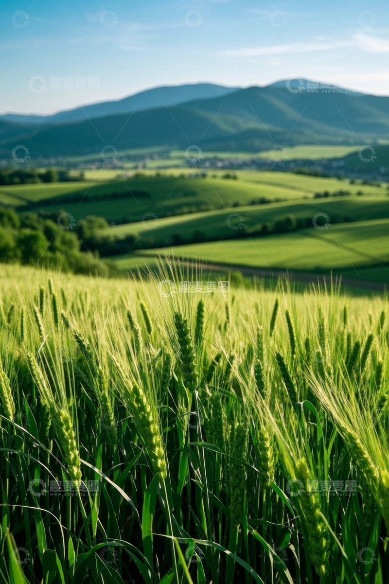 高清大图下载【趣麦麦图】绿色麦田与远山风景