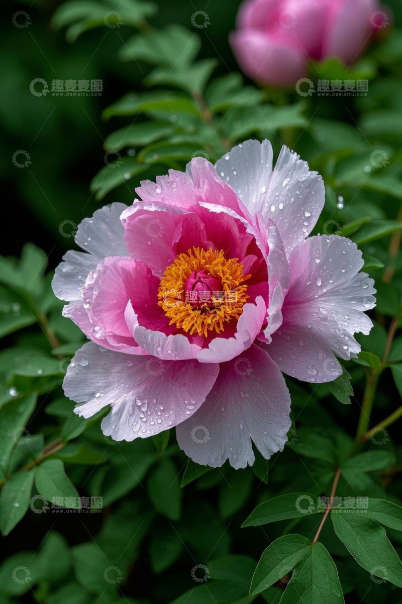 高清大图下载【趣麦麦图】带水珠的盛开粉色牡丹花