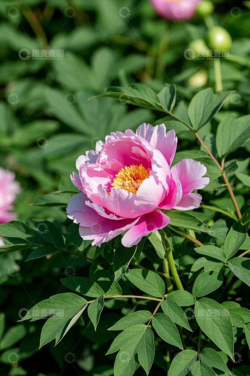 高清大图下载【趣麦麦图】盛开的粉色牡丹花特写