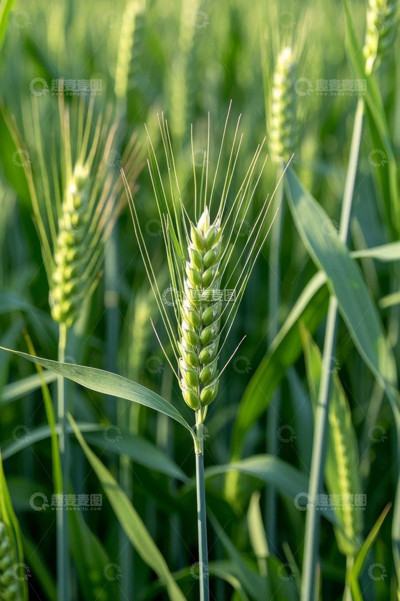 高清大图下载【趣麦麦图】生长中的绿色小麦特写