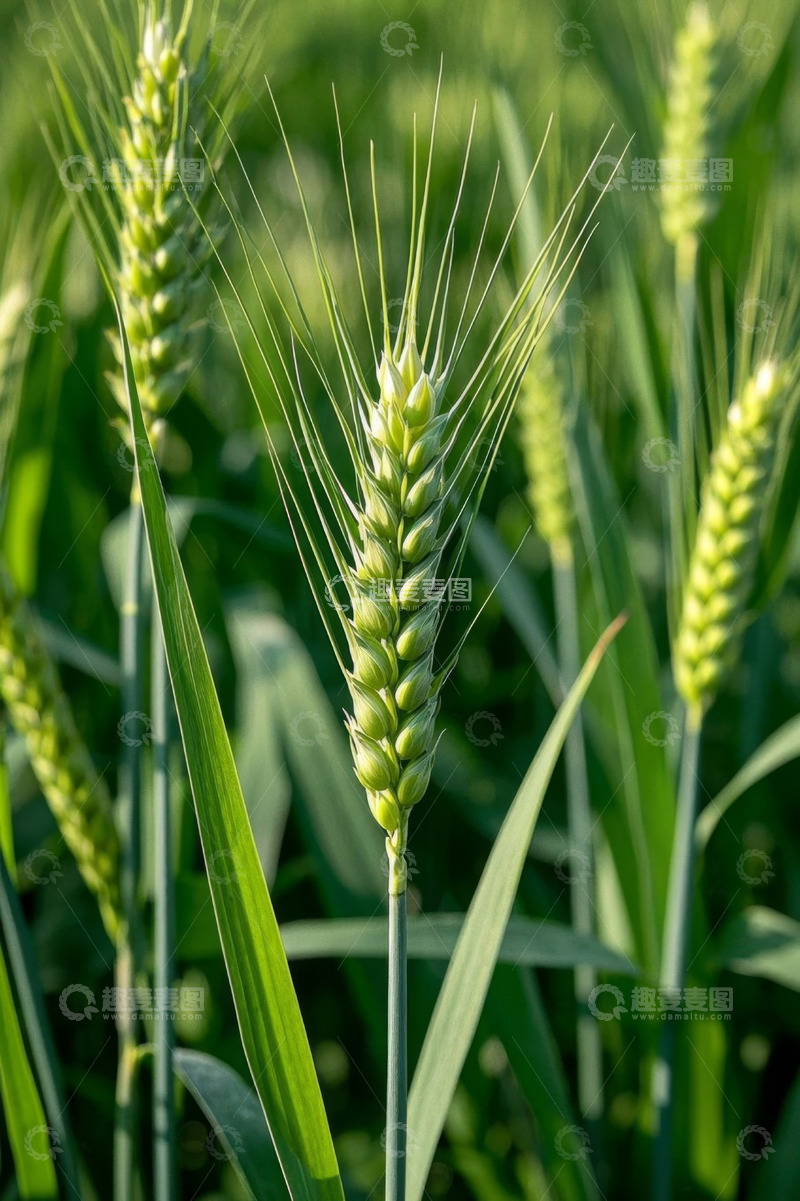 高清大图下载【趣麦麦图】特写绿色麦穗