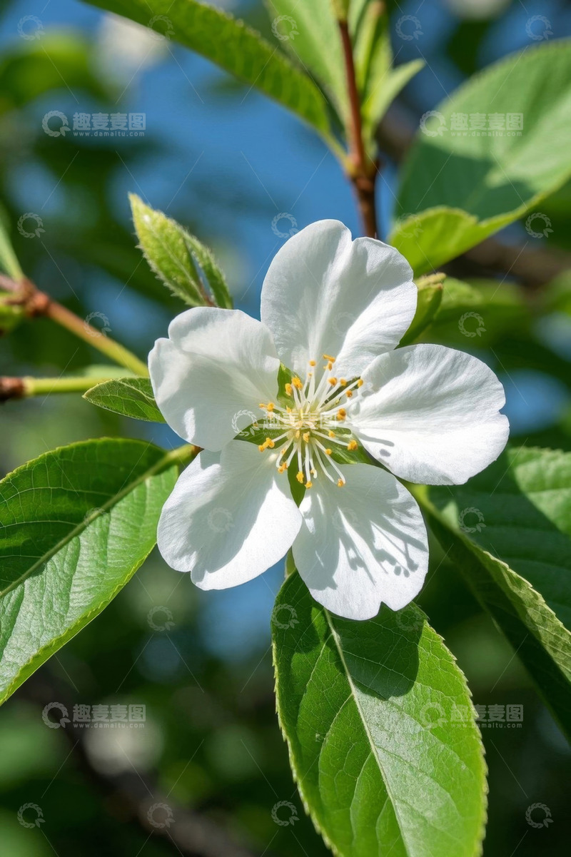 高清大图下载【趣麦麦图】白色花朵与绿叶特写
