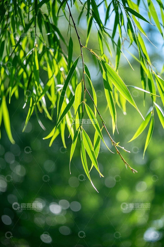 阳光下的垂柳树叶特写