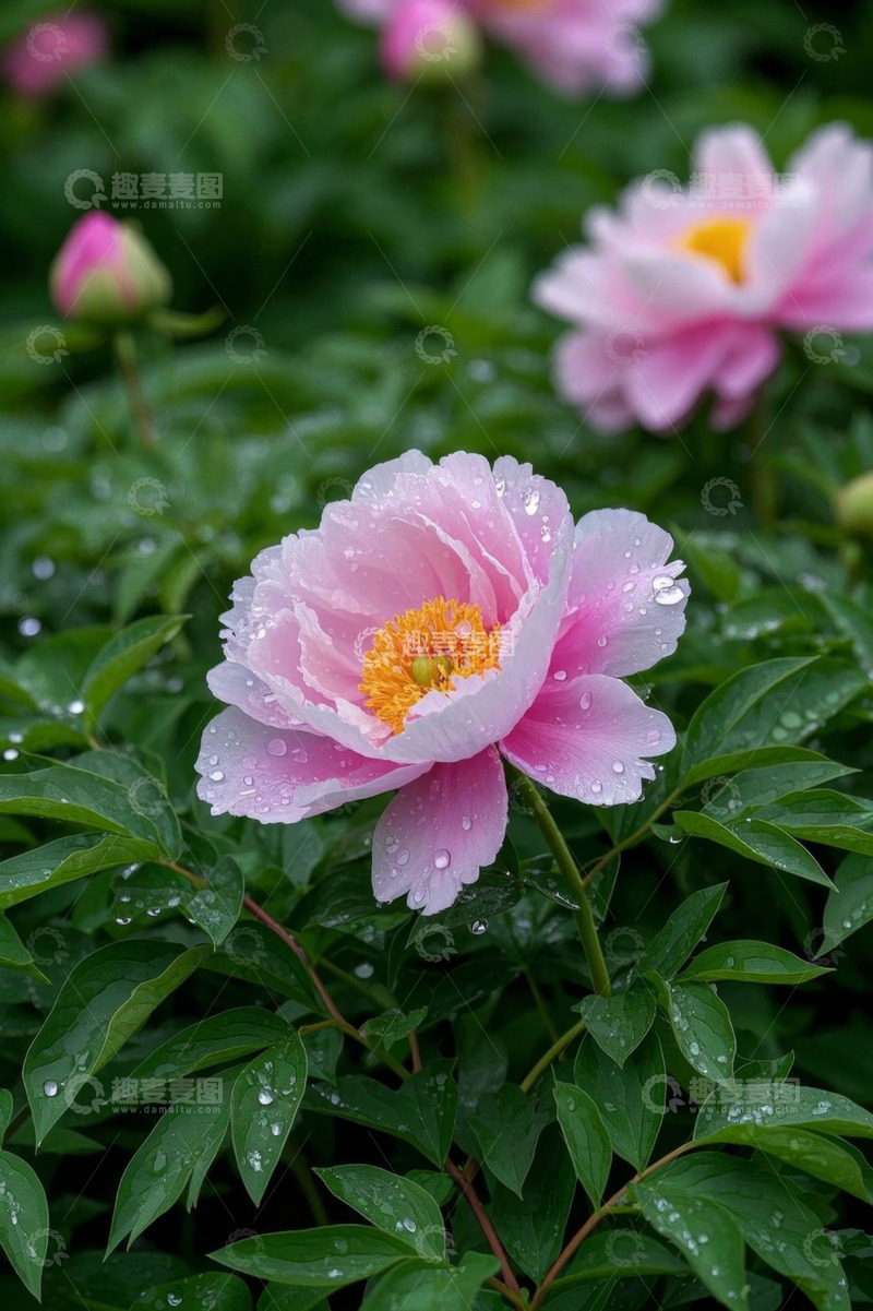 高清大图下载【趣麦麦图】带水珠的粉色牡丹花特写