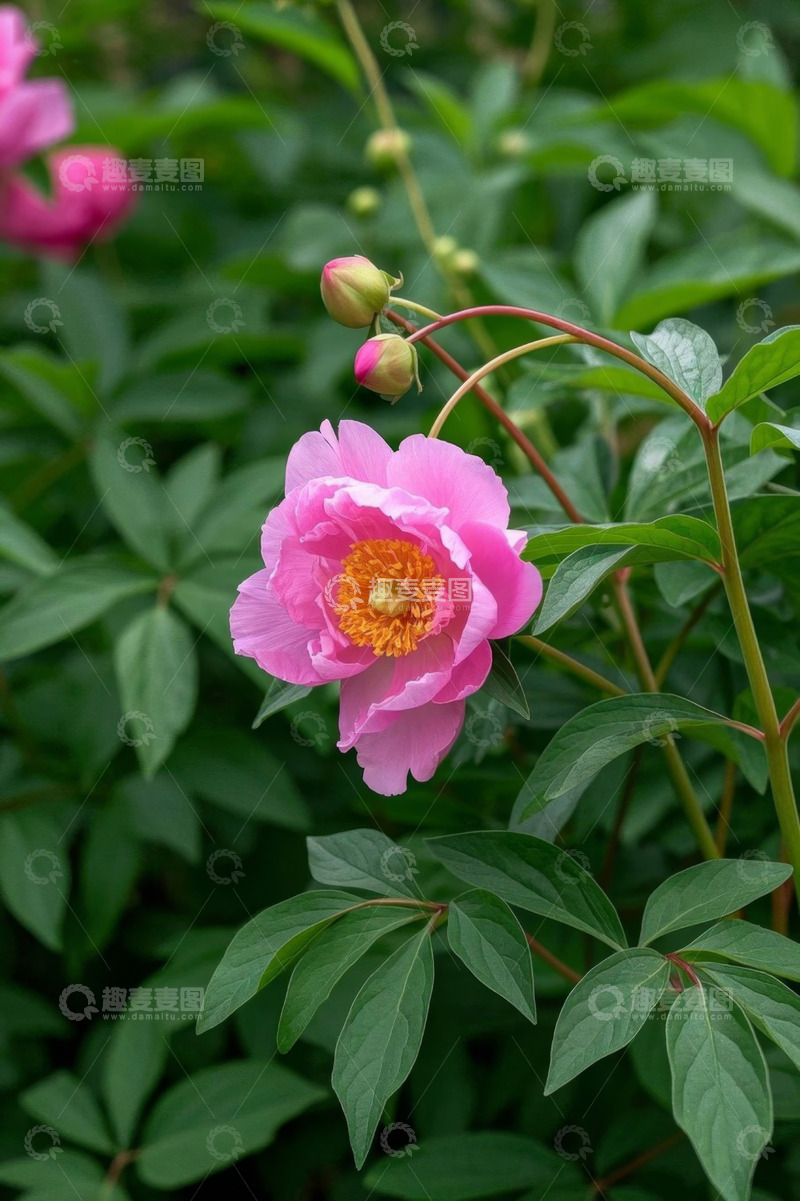 高清大图下载【趣麦麦图】盛开的粉色芍药花