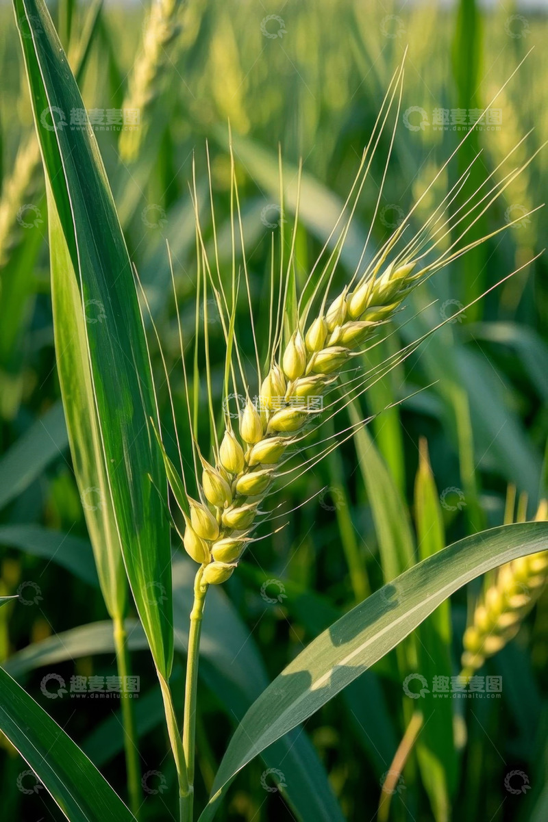 高清大图下载【趣麦麦图】成熟麦田里的小麦特写