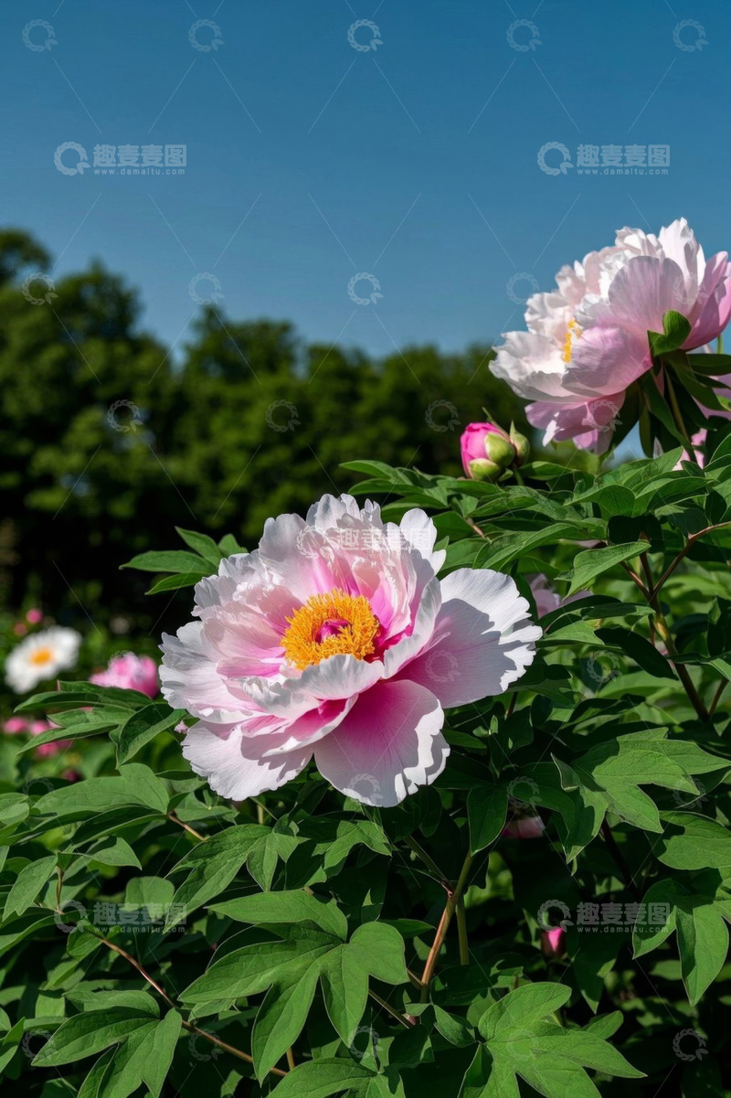 高清大图下载【趣麦麦图】盛开的粉色牡丹花特写