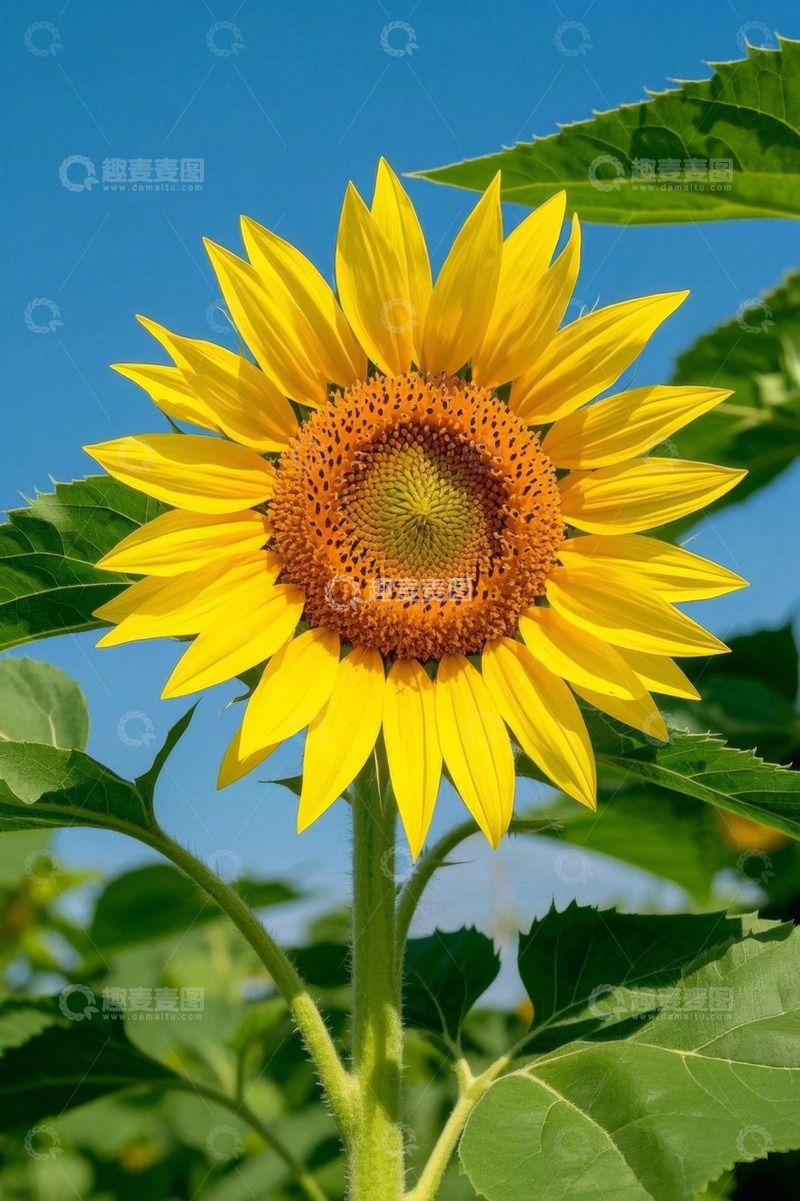 高清大图下载【趣麦麦图】阳光下盛开的向日葵