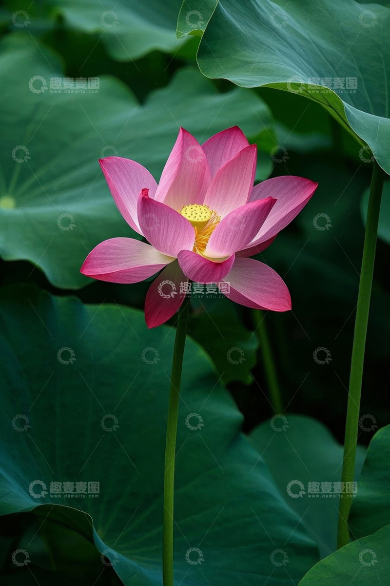 高清大图下载【趣麦麦图】特写粉色荷花与荷叶