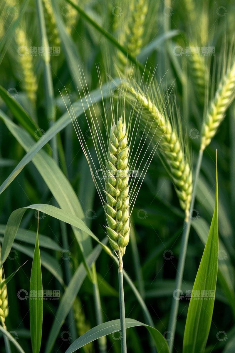 高清大图下载【趣麦麦图】生长中的绿色小麦特写