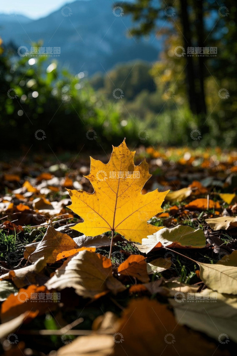 高清大图下载【趣麦麦图】森林中地面上的黄色枫叶