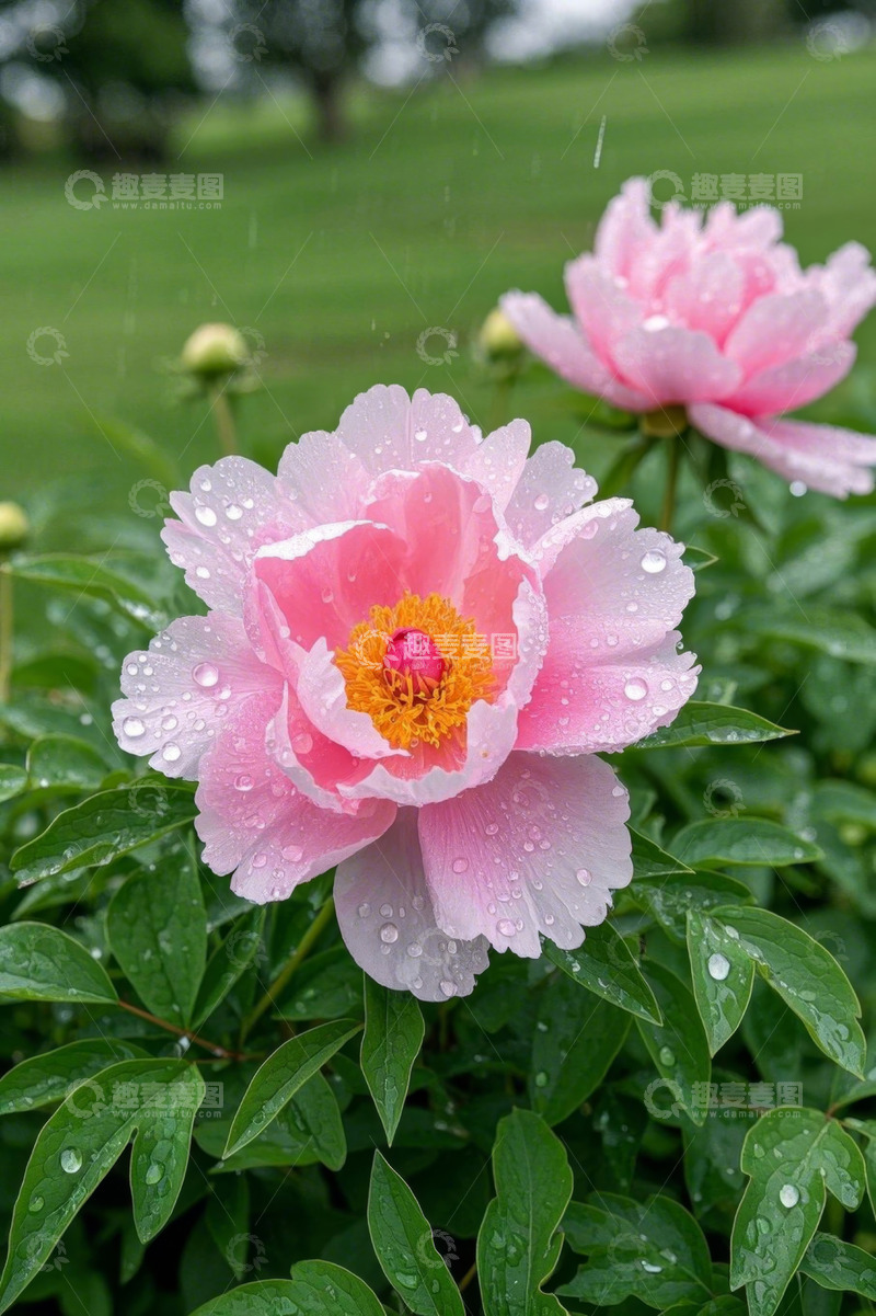 高清大图下载【趣麦麦图】雨中带水珠的粉色牡丹花