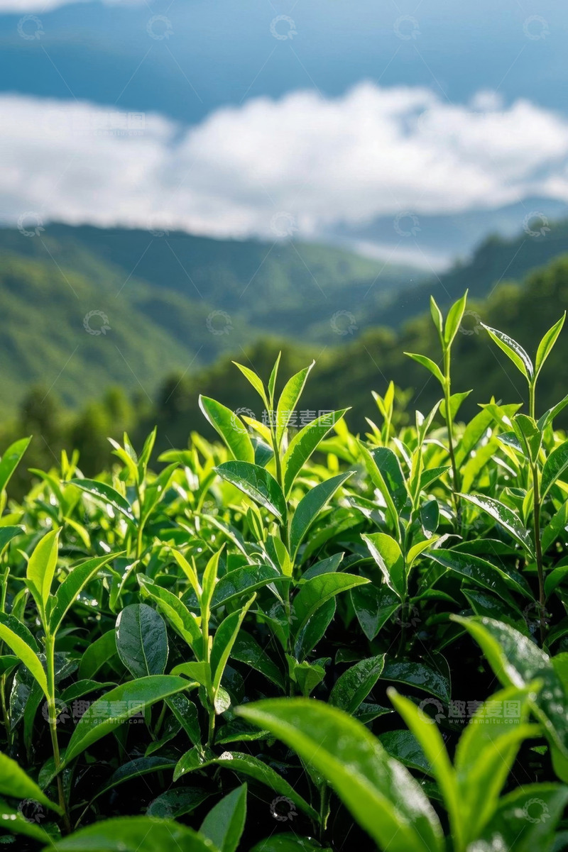 高清大图下载【趣麦麦图】茶园近景与远山云雾景观