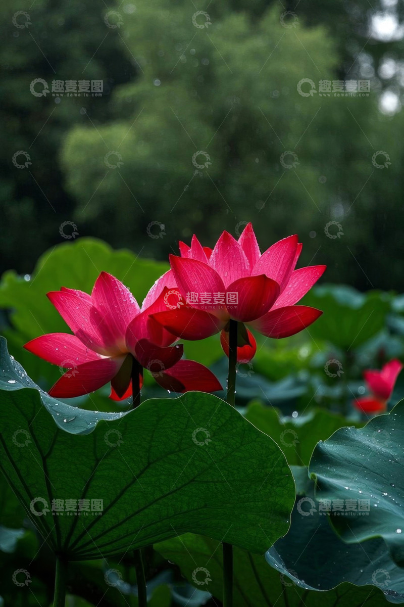 高清大图下载【趣麦麦图】娇艳荷花与荷叶特写