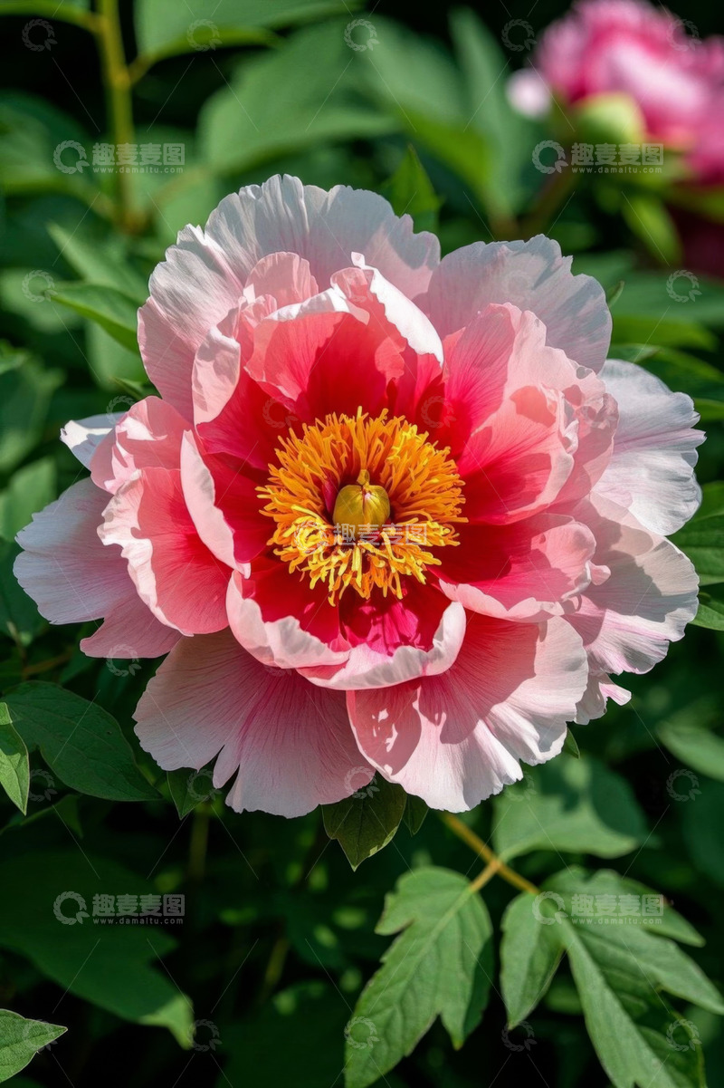 高清大图下载【趣麦麦图】盛开的粉色牡丹花特写