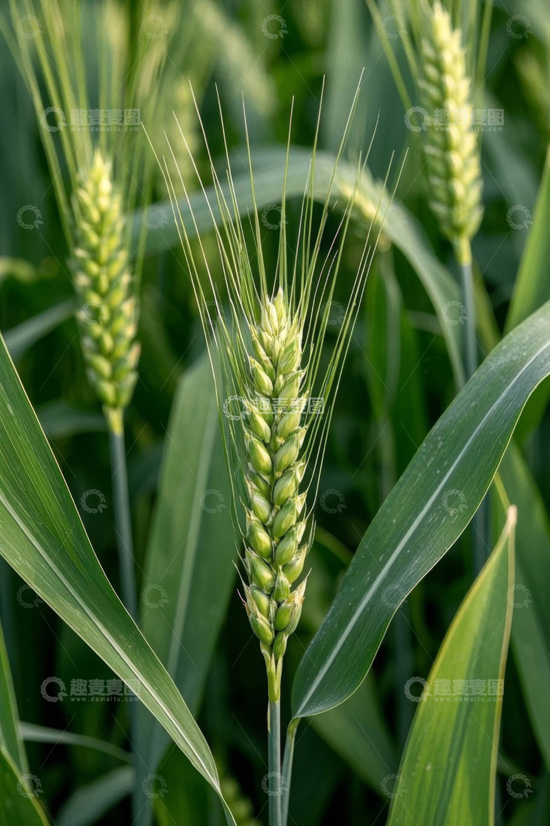 高清大图下载【趣麦麦图】生长中的绿色小麦特写