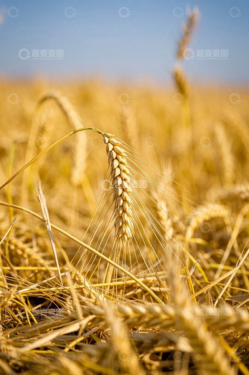高清大图下载【趣麦麦图】成熟的金黄小麦田近景
