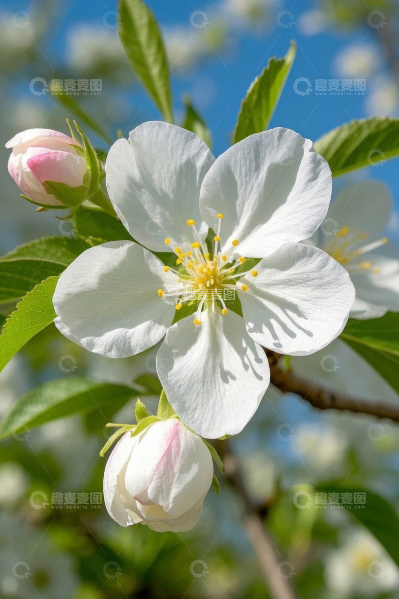 高清大图下载【趣麦麦图】白色花朵与绿叶特写