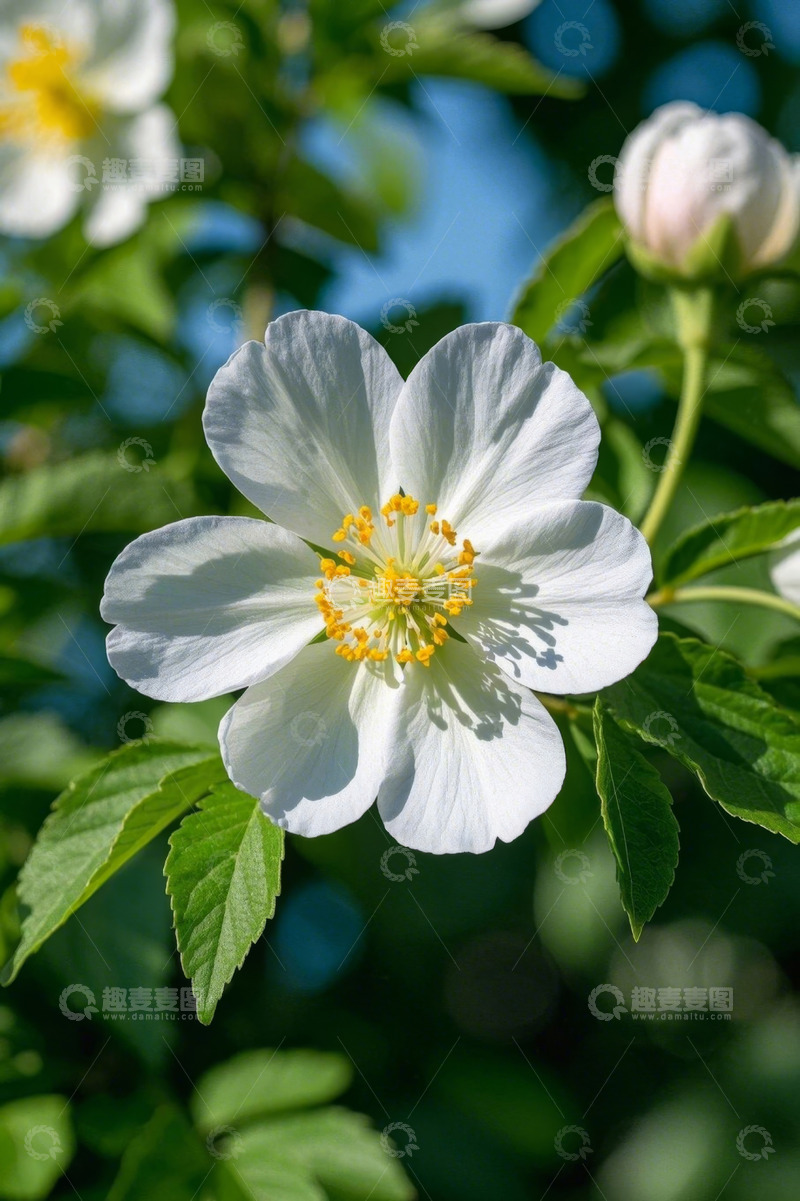 高清大图下载【趣麦麦图】白色花朵特写
