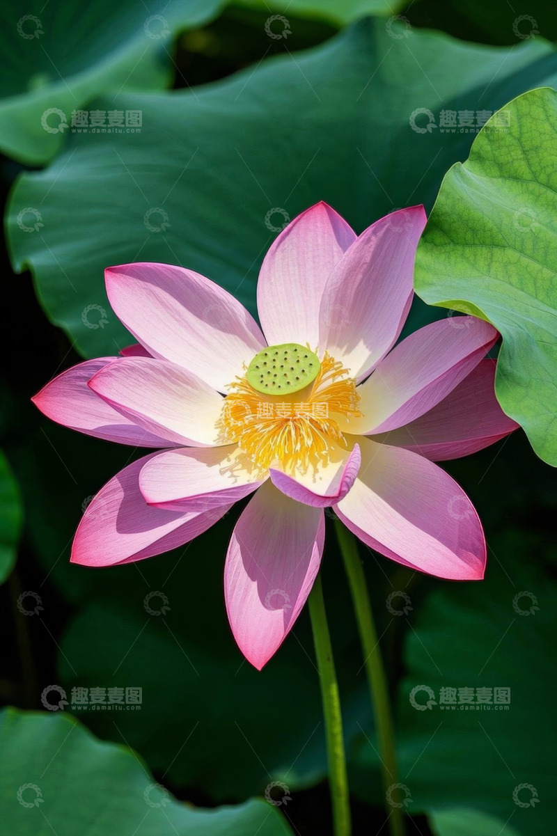 高清大图下载【趣麦麦图】盛开的粉色荷花与荷叶