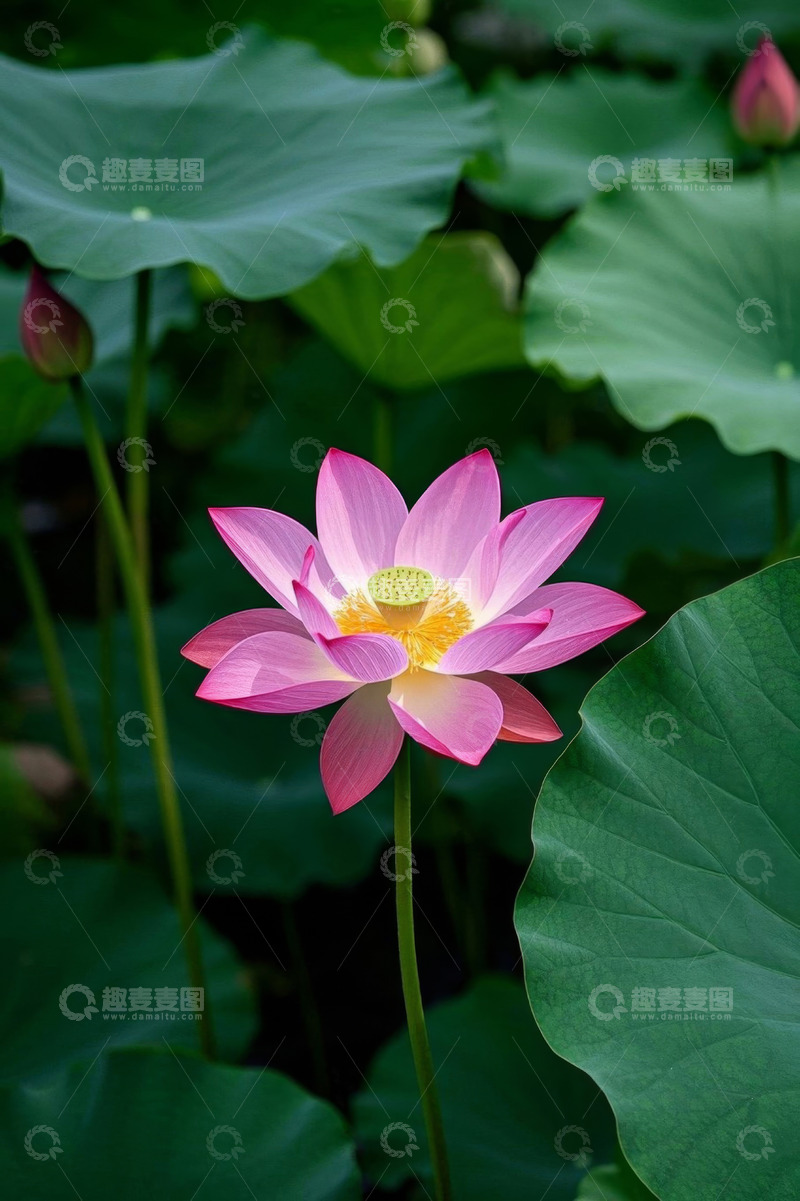 高清大图下载【趣麦麦图】盛开的粉色荷花与荷叶