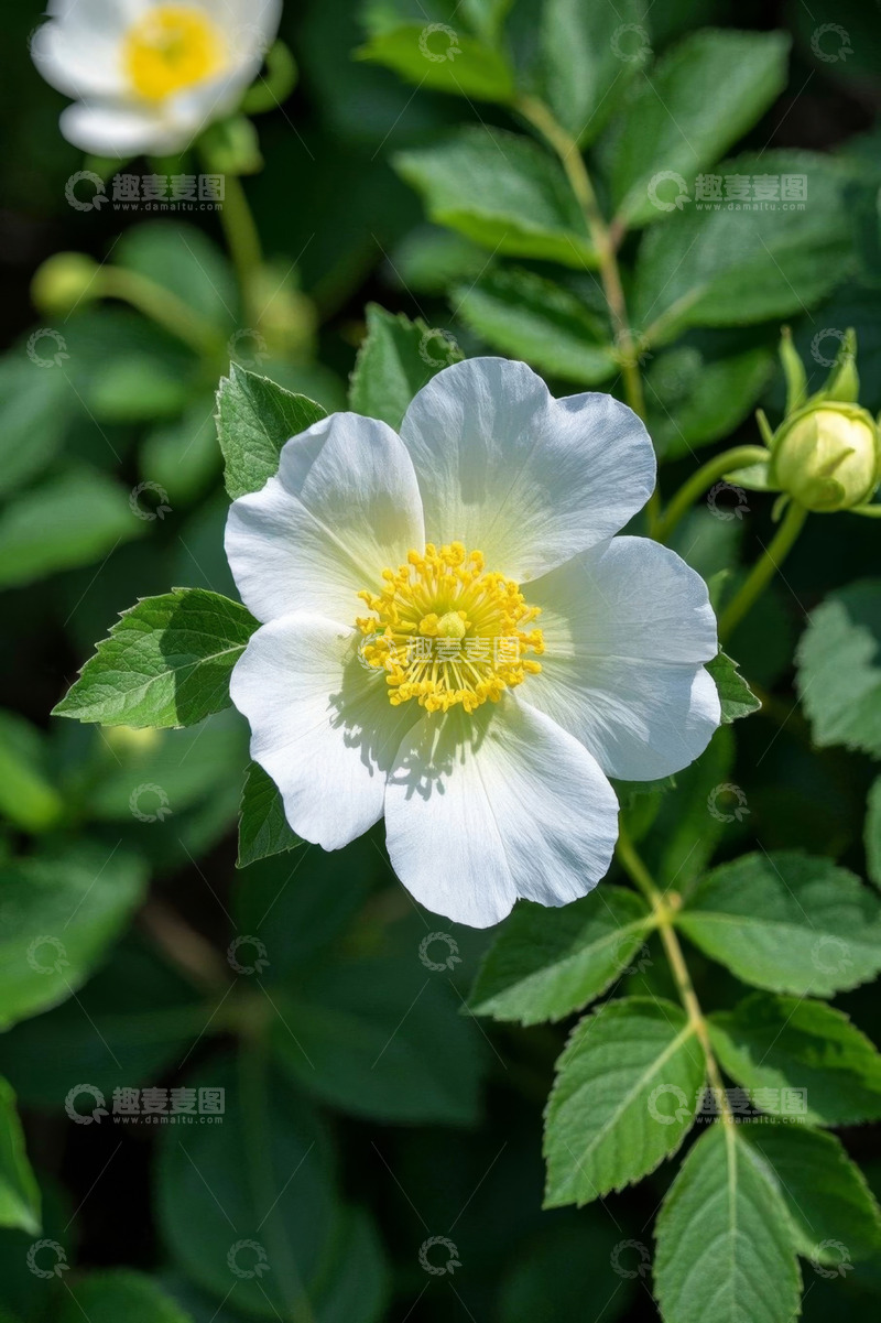 高清大图下载【趣麦麦图】白色花朵与绿叶特写