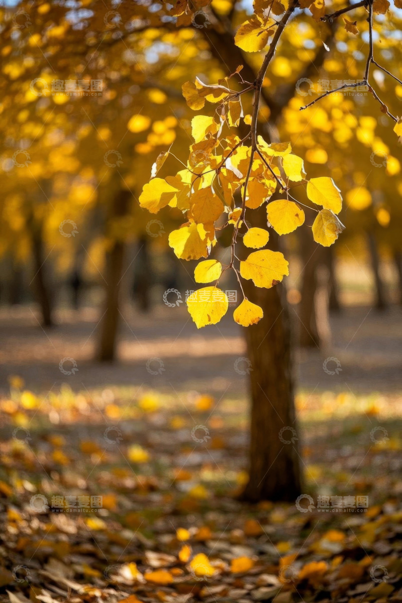 高清大图下载【趣麦麦图】秋日树林金黄树叶风景