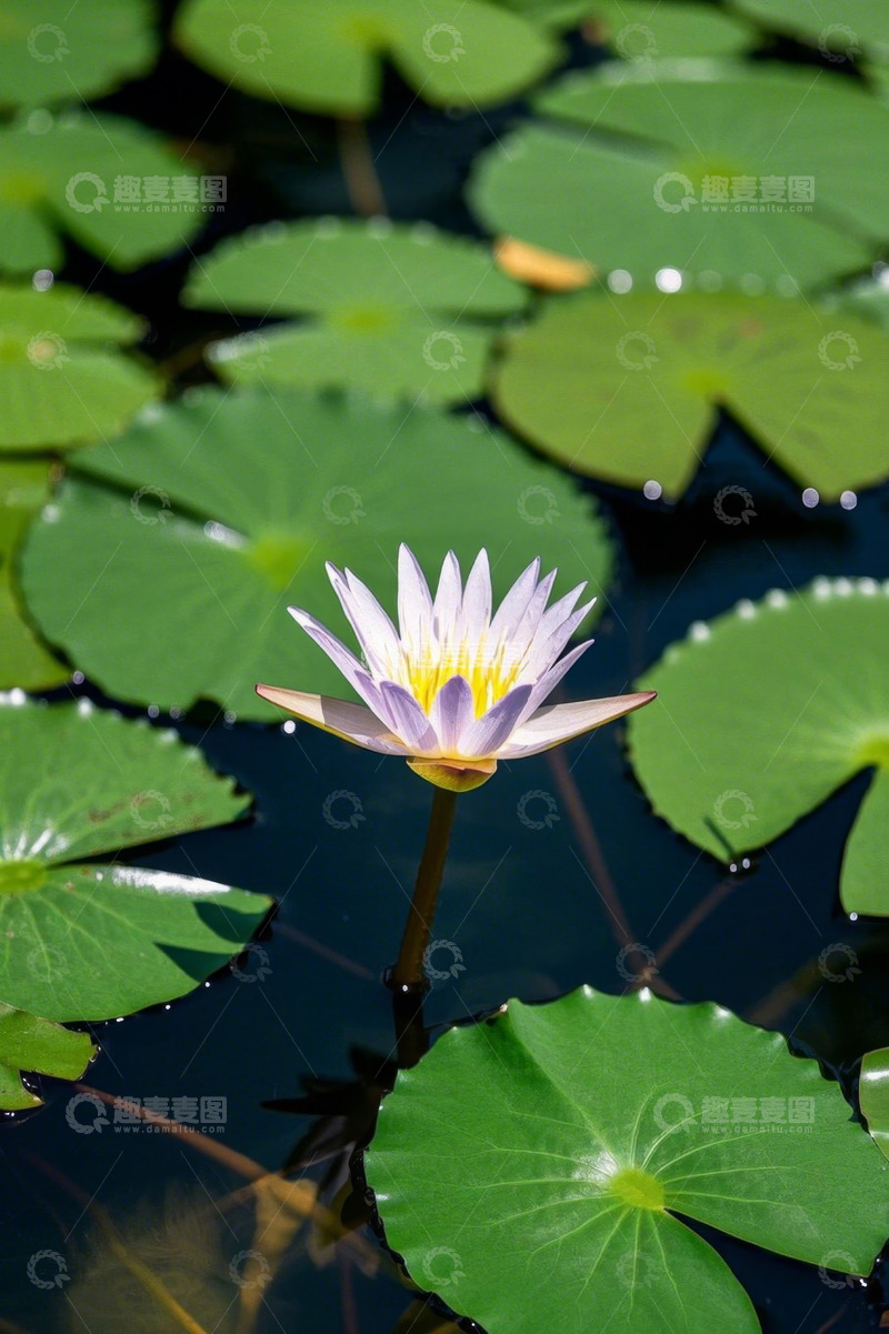 高清大图下载【趣麦麦图】水中绽放的紫色睡莲